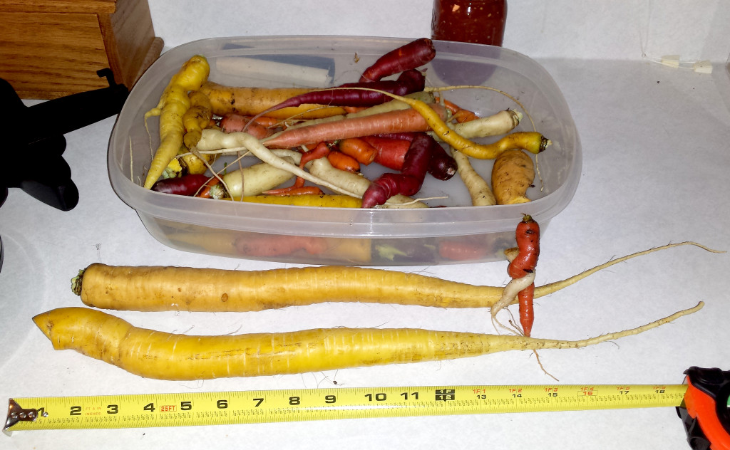 A rainbow of color from this year's final carrot harvest. 