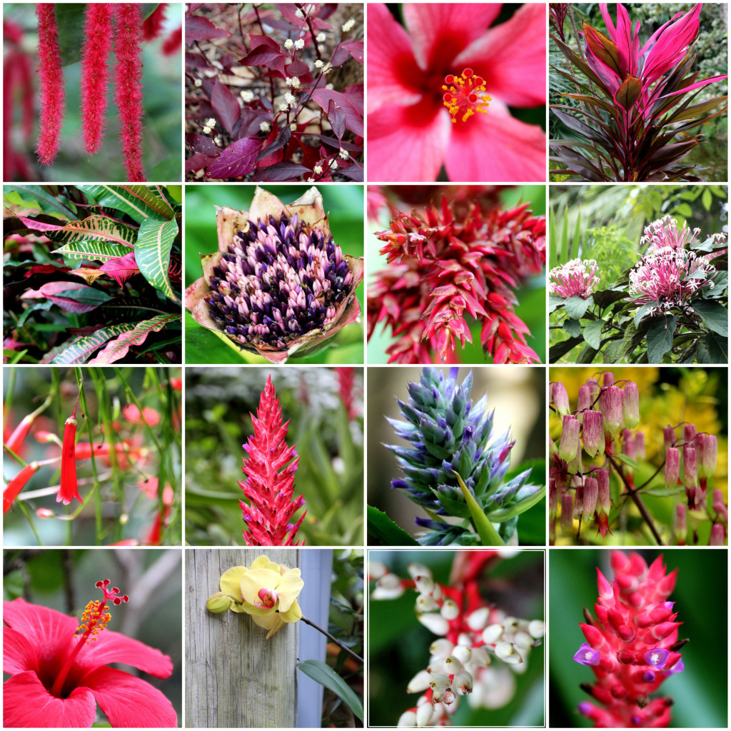 Such a wide variety of flowers at Garden of the Groves.